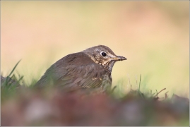 <p>DROZD ZPĚVNÝ (Turdus philomelos) /Song thrush - Singdrossel/</p>